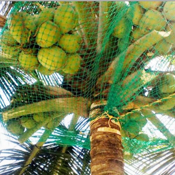 Coconut Tree Safety Net Installation in Whitefield Bangalore