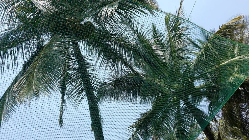 Coconut Tree Safety Net Installation in HSR Layout Bangalore