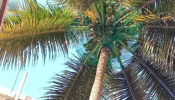 Coconut Tree Safety Net Installation in Electronic City Bangalore