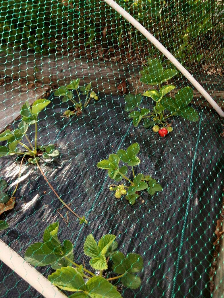 Garden Safety Net Installation in Electronic City Bangalore