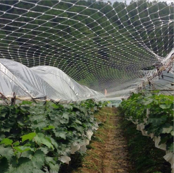 Garden Safety Net Installation in Marathahalli Bangalore