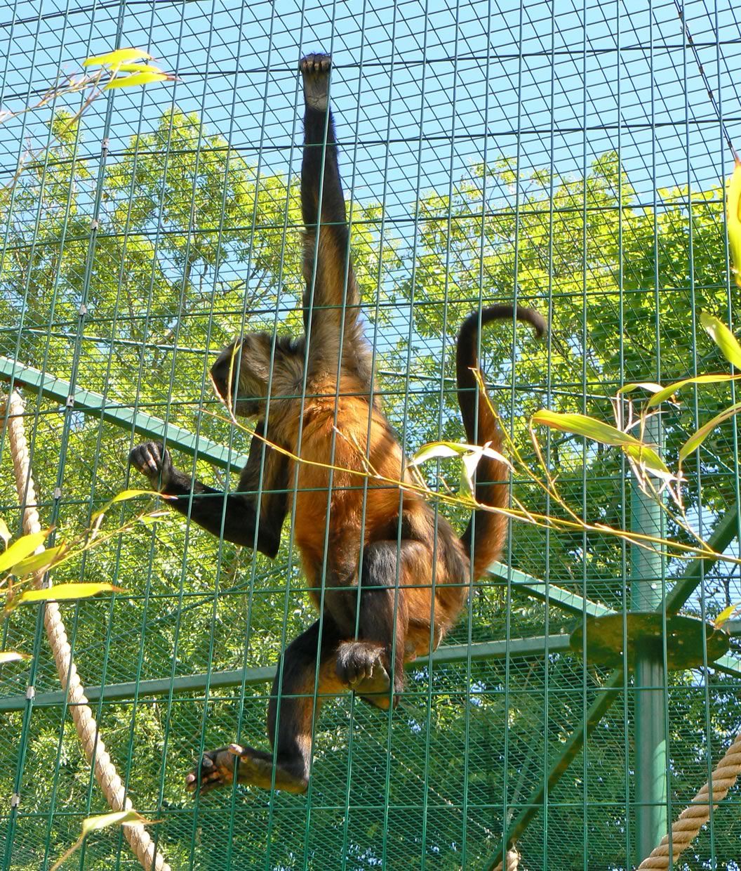 Monkey Safety Net Installation in HSR Layout Bangalore