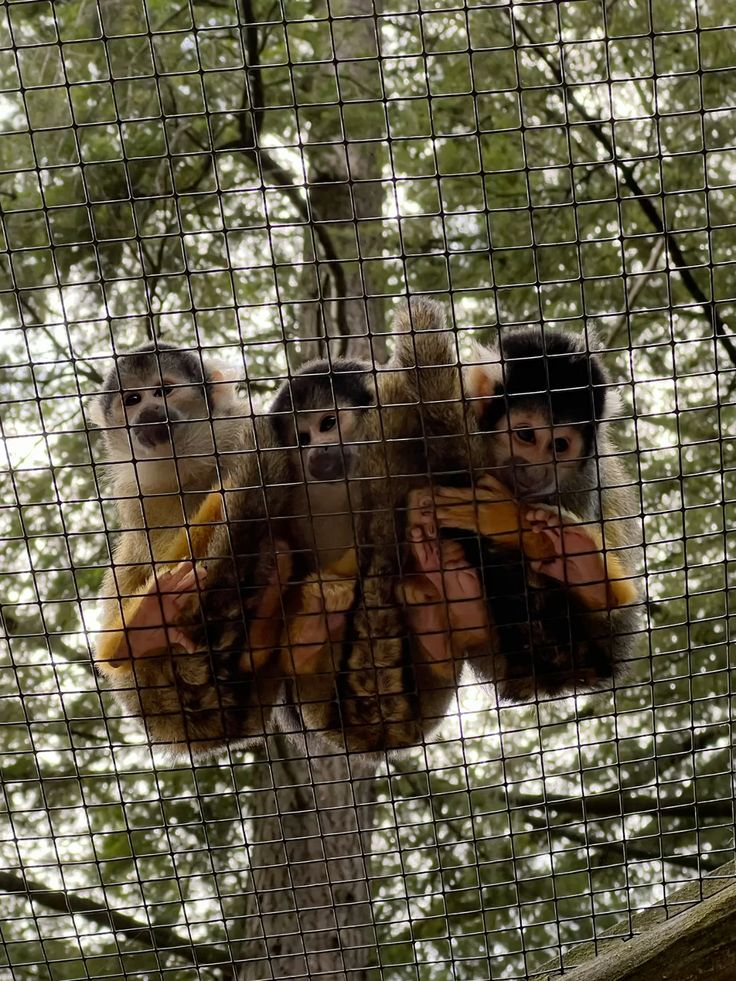 Monkey Safety Net Installation in Electronic City Bangalore