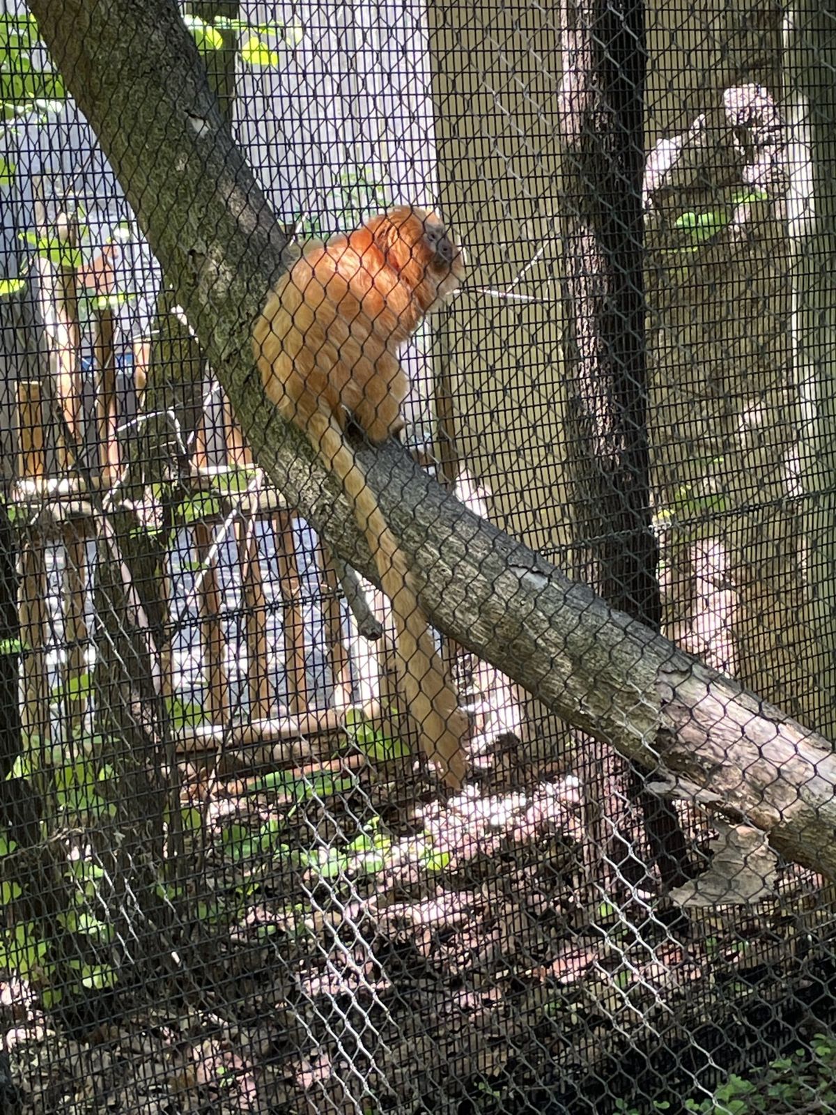 Monkey Safety Net Installation in Koramangala Bangalore