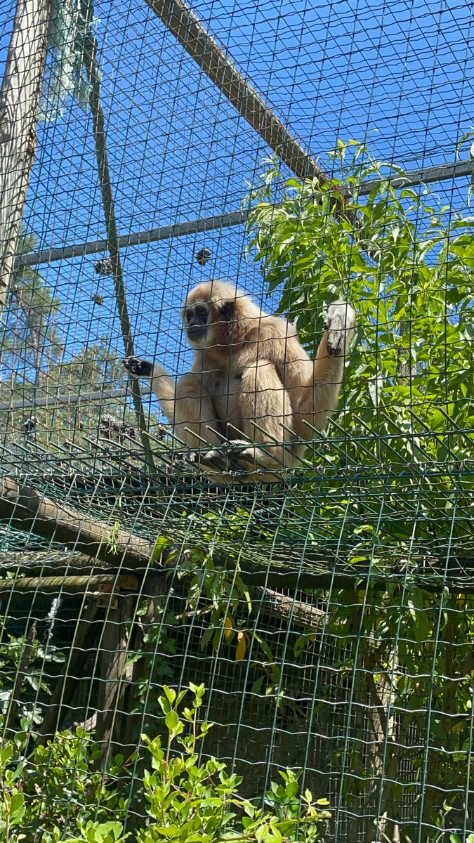 Monkey Safety Net Installation in JP Nagar Bangalore