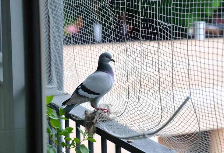 Pigeon Safety Nets Installation in Whitefield Bangalore