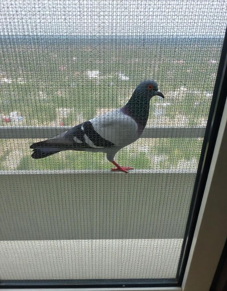 Pigeon Safety Nets Installation in Electronic City Bangalore