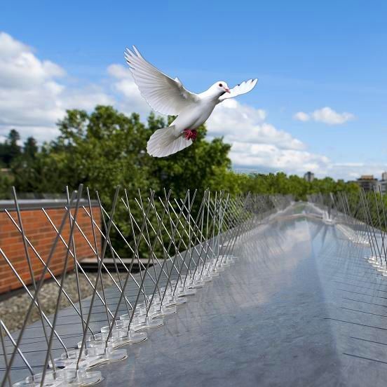 Bird Spikes Installation in Marathahalli Bangalore
