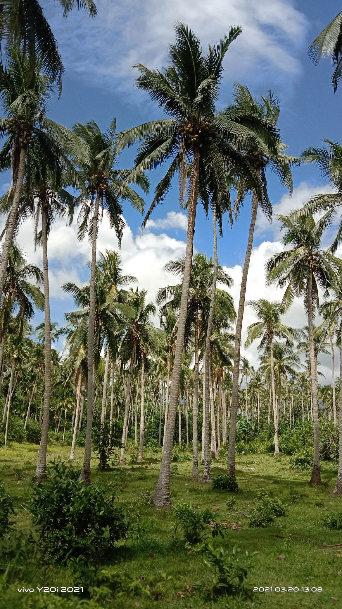 Coconut Tree Safety Nets for Schools and Colleges