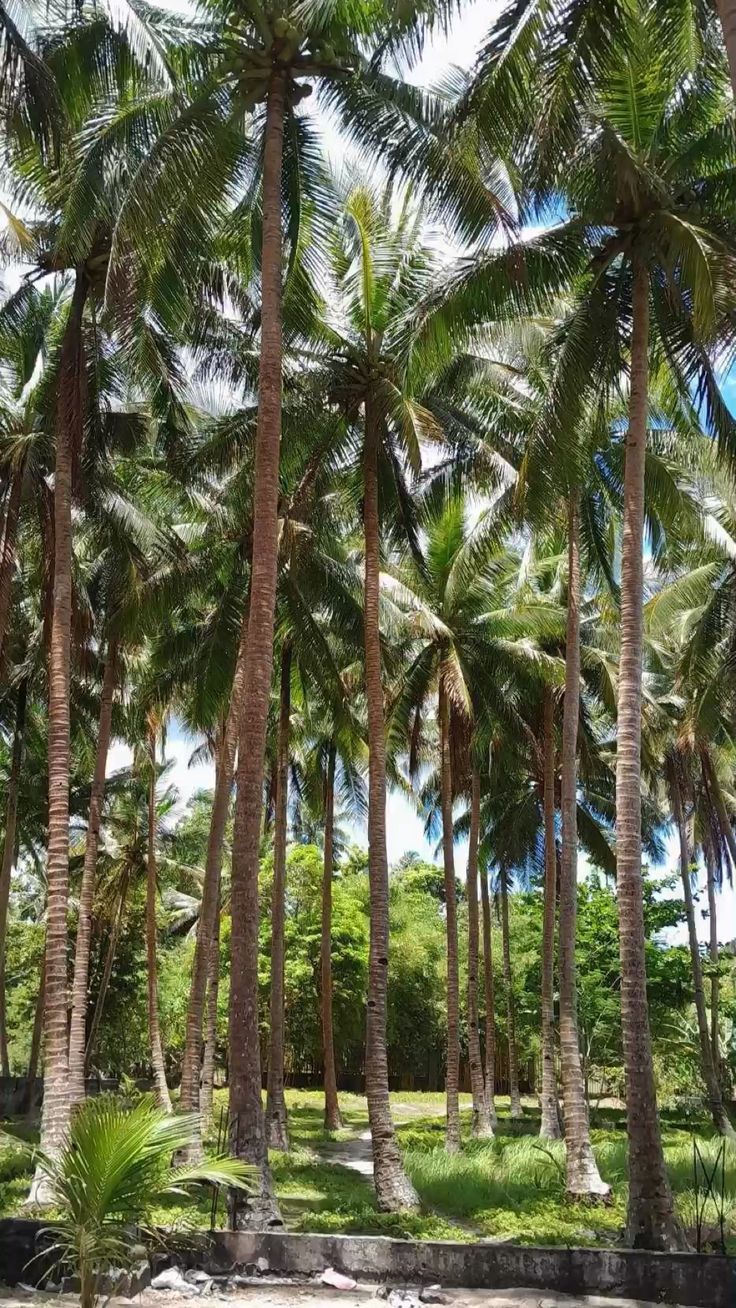 Coconut Tree Safety Nets for Commercial Properties in Bangalore