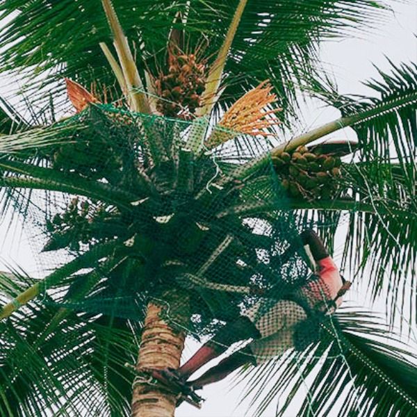 Coconut Tree Safety Net Installation in Bangalore