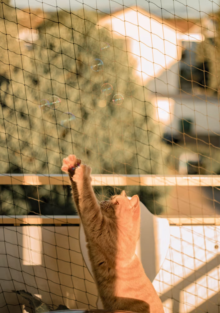 Pet Safety Nets